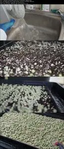 Growing Microgreens for Business and Pleasure