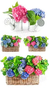 Spring flowers 17