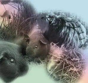 Guinea Pig Brushes for Photoshop
