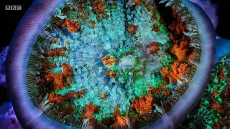 BBC - Blue Planet Revisited, Series 1: Great Barrier Reef (2020)