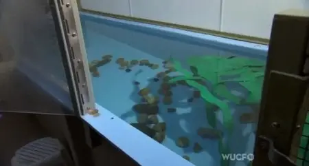 PBS - Nature: Saving Otter 501 (2013)