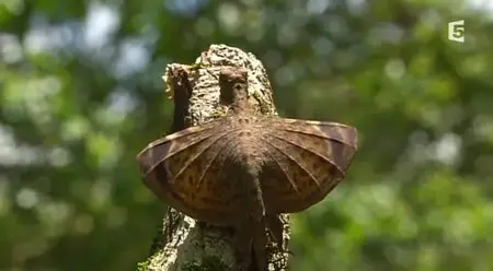 (Fr5) Les fous volants de la jungle (2013)