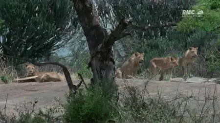 Les Lions Cannibales (2011)