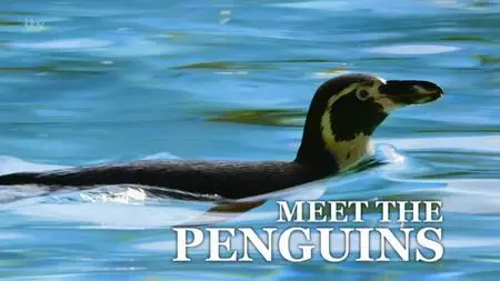 ITV - Meet the Penguins (2019)