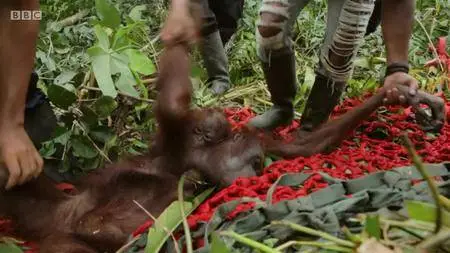 Natural World S38E04