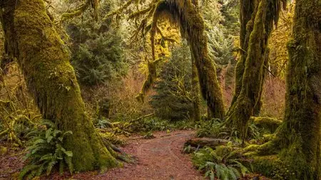 Hoh Rain Forest (2015) in 4K