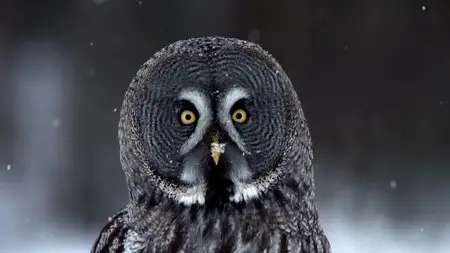 BBC - Natural World: Super Powered Owls (2015)