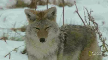 National Geographic - Wild Yellowstone: Series 1 (2015)