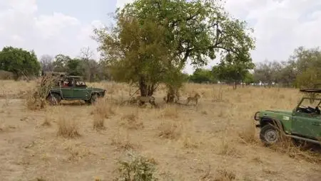 N.G.Explorer: - Lion of Zambia (2019)