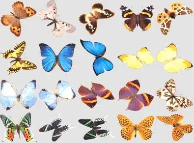 Izosoft 086: Butterflies