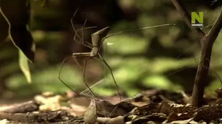 BBC - Nature's Microworlds: Insect Specials (2014)