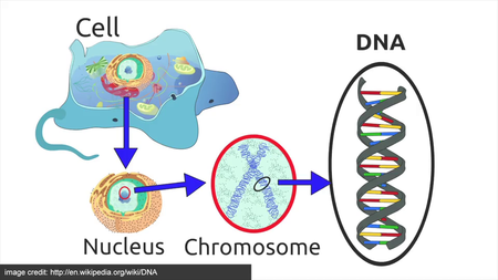 Coursera - Genomic Data Science Specialization (2016)