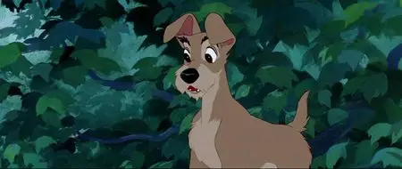 Lilli e il Vagabondo (1955)