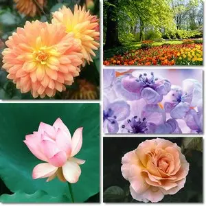 Flowers Wallpapers Collection