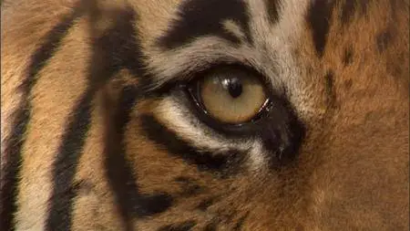 BBC - Natural World: Tiger Dynasty (2012)