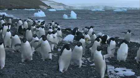 HDScape : Antarctica Dreaming - WildLife On Ice (2006)