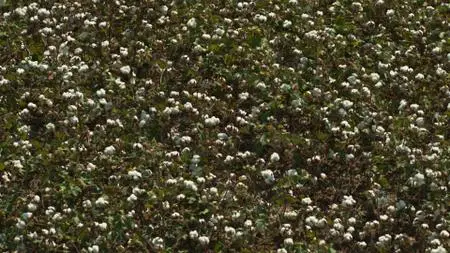 Exterminate All the Brutes S01E01