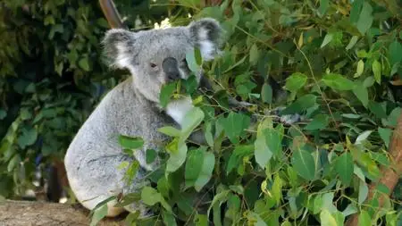 Absurd Planet S01E08