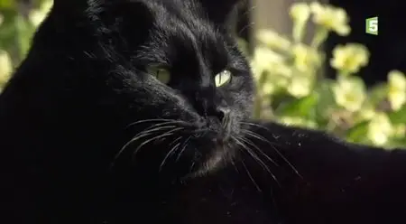 (Fr5) La double vie des chats (2014)