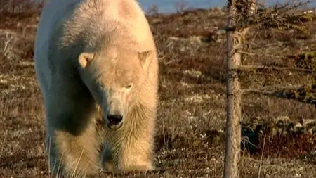 BBC - Natural World: Bears on Top of the World (2009)