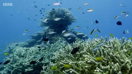 BBC - Blue Planet Revisited, Series 1: Great Barrier Reef (2020)