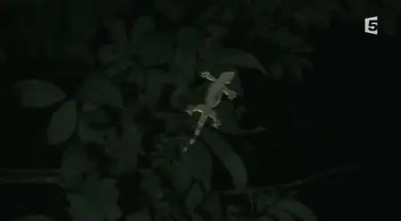 (Fr5) Les fous volants de la jungle (2013)