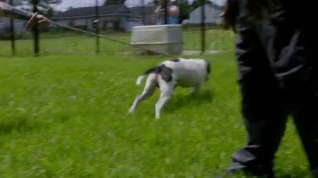 Pit Bulls and Parolees S11E06
