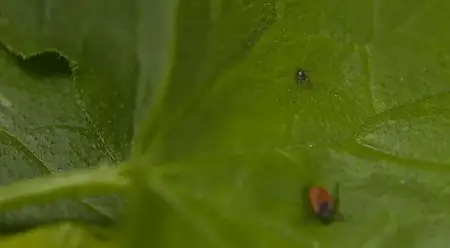 (Fr5) La maladie de Lyme, quand les tiques attaquent ! (2014)