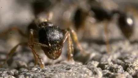 CBC - The Nature of Things: Nature's Cleanup Crew (2020)