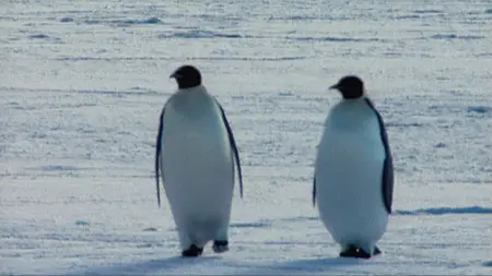 Farce of the Penguins (2006)