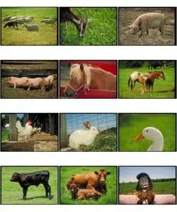 Corel Professional Photos - Barnyard Animals