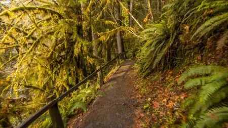 Hoh Rain Forest (2015) in 4K