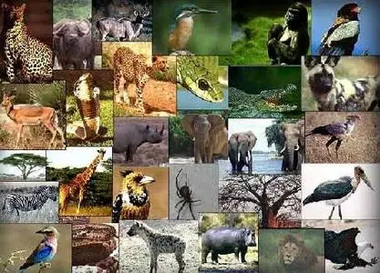 1600 High Resolution Photographs of Animal