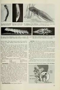 The World Book Encyclopedia "L" Volume 12