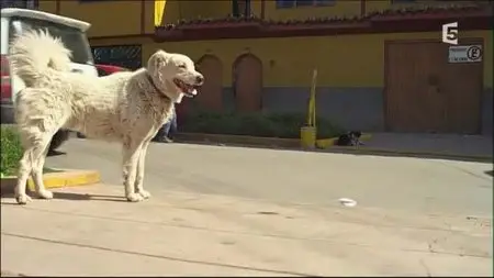 (Fr5) Nos animaux, doux dehors, sauvages dedans (2015)
