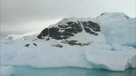 HDScape : Antarctica Dreaming - WildLife On Ice (2006)