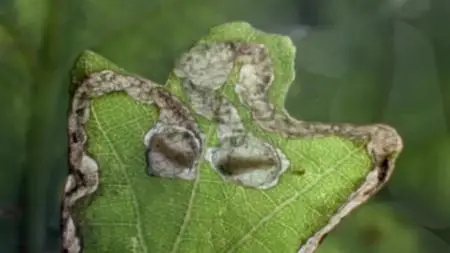 Absurd Planet S01E08