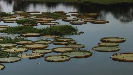 Secrets of Our Living Planet. Season 1, Episode 4 - Waterworlds / BBC. Как устроена природа. Серия 4 - Водный мир (2012) 