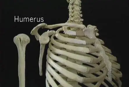 Atlas of Human Anatomy in 3D(Disc 1 of 6: The Upper Extremity)
