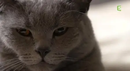 (Fr5) La double vie des chats (2014)