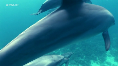 (Arté) Mes Amis Les Grands Dauphins (2013)