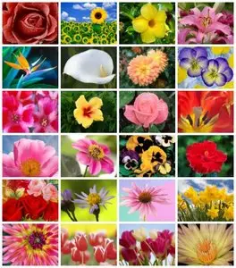Webshots - Flowers & Gardens - HQ (1600 x 1200)
