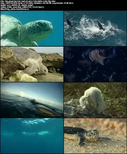 Great Barrier Reef S01E03 "Reef And Beyond"