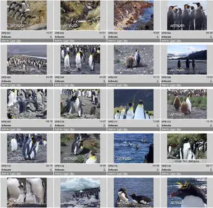 Artbeats - Penguins (V-Line)