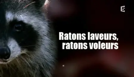 (Fr5) Ratons laveurs, ratons voleurs (2012)