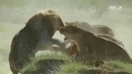 Les Lions Cannibales (2011)