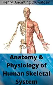 Anatomy & Physiology of the Human Skeletal System: Structure, function, and classification of bones