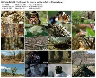 BBC Natural World - The Elephant, The Emperor and The Butterfly Tree (2003)