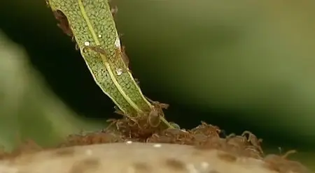 (Fr5) La maladie de Lyme, quand les tiques attaquent ! (2014)