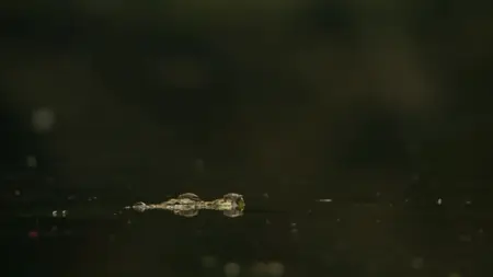 Sieben Kontinente - Ein Planet S01E04